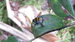 Bombus hortulanus