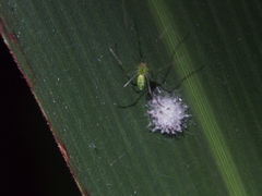 Tetragnatha squamata