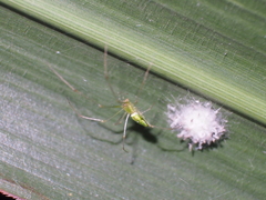Tetragnatha squamata