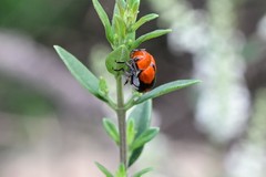 Anomoea nitidicollis
