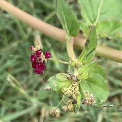 Boerhavia coccinea
