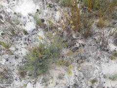 Leucadendron nitidum