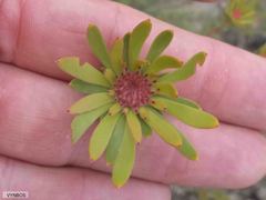 Leucadendron nitidum