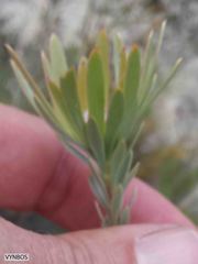 Leucadendron nitidum