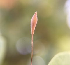 Andricus pedicellatus