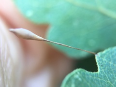 Andricus pedicellatus