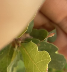 Andricus pedicellatus