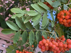 Sorbus