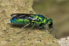 Trichrysis