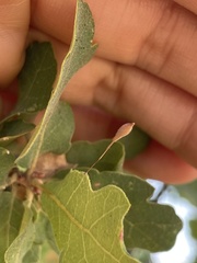Andricus pedicellatus