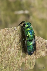Trichrysis