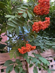 Sorbus