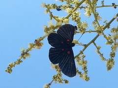 Melanis cephise