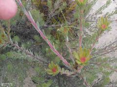 Leucadendron nitidum