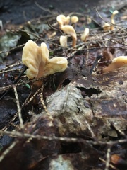 Spathulariopsis