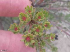 Leucadendron nitidum