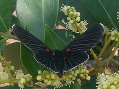 Melanis cephise