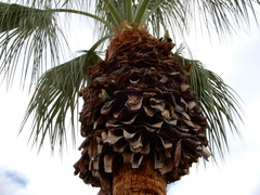 Agapornis roseicollis