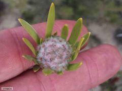 Leucadendron nitidum