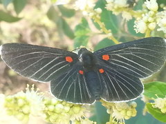 Melanis cephise