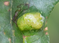 Aceria querci
