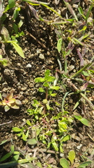 Centipeda minima minima