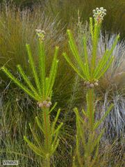 Berzelia arachnoidea