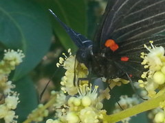 Melanis cephise