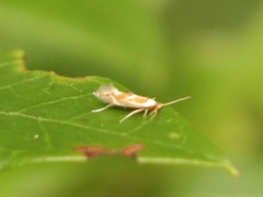 Philonome clemensella