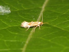 Philonome clemensella