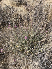 Sphaeralcea ambigua rosacea