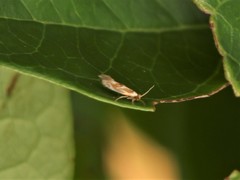 Philonome clemensella