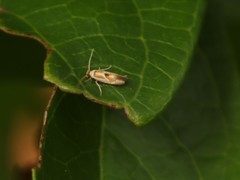 Philonome clemensella