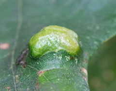 Aceria querci