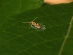 Philonome clemensella