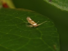 Philonome clemensella