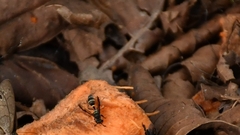 Polybia plebeja