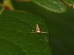 Philonome clemensella