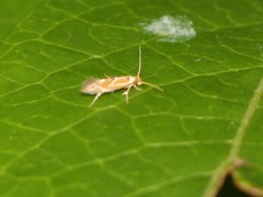 Philonome clemensella