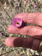 Sphaeralcea ambigua rosacea