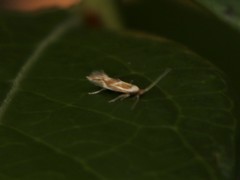 Philonome clemensella