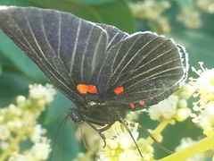 Melanis cephise