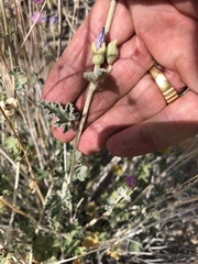 Sphaeralcea ambigua rosacea