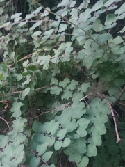 Pellaea cordifolia