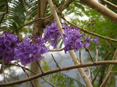 Jacaranda