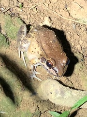 Leptodactylus rhodonotus