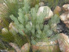 Paranomus bracteolaris