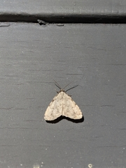 Dyspyralis puncticosta