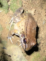 Leptodactylus rhodonotus