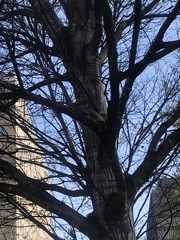 Sciurus carolinensis